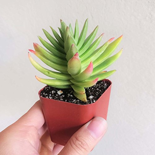 Crassula Capitella Red Pagoda Shark Tooth Plant Colorful Succulent (2'' + Plastic Pot)