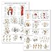 Palace Learning 2 Pack - Anatomy and Injuries of The Knee & Hip Poster Set - Anatomical Chart Set - Laminated 18