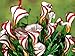 Oxalis Versicolor - Candy Cane Oxalis! 5 Robust BULBS - Not Seeds! - 4/5 cm
