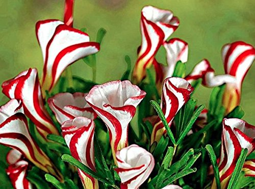 Oxalis Versicolor - Candy Cane Oxalis! 5 Robust BULBS - Not Seeds! - 4/5 cm Oxalis Versicolor - Candy Cane Oxalis! 5 Robust BULBS - Not Seeds! - 4/5 cm