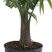 Costa Farms Majesty Palm Tree, Live Indoor Plant, 3 to 4-Feet Tall, Ships in Grow Pot, Fresh From Our Farm, Excellent Gift
