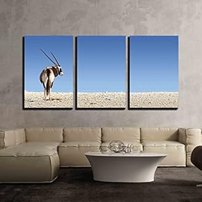 Gemsbok on White Rocky Soil Oryx gazella Kalahari...