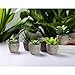 T4U Artificial Succulent Plants Potted, Mini Fake Succulent Plants in Pots for Home Office Wedding Decoration Pack of 6