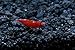 Live Freshwater Aquarium Shrimp Neocaridina (Bloody Mary (10 Pack))