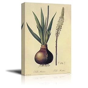 Scientific Illustration of a Flower Urginea Maritima by...