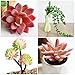 Fake Succulent Plants - Set of 9 Artificial Succulent Plants - Mixed Colors - Fake Plants for Decoration