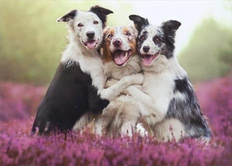 how long do female german shepherds stay in heat