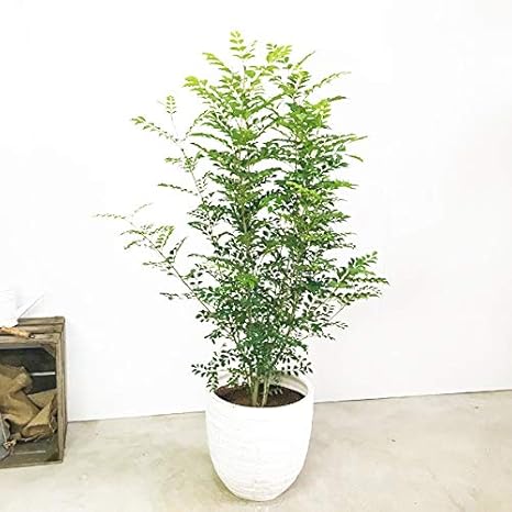 Amazon シマトネリコ ホワイトテラコッタ鉢植え トネリコ 観葉植物 本物 株立ち 鉢植え シンボルツリー 観葉植物 オンライン通販