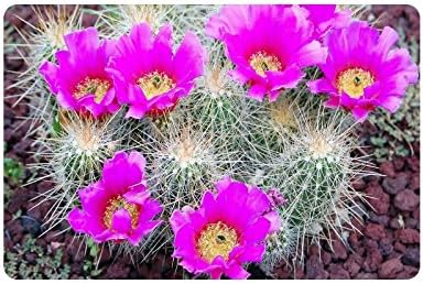 Desert Cactus Doormat Entrance Mat Floor Mat Rug Indoor/Outdoor/Front Door/Bathroom Mats Rubber Non Slip Size 23.6 x 15.7 inches