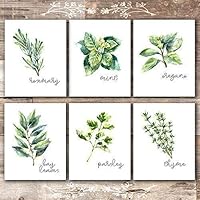 Kitchen Herbs Art Prints - Botanical Prints - (Set of 6) - Unframed - 8x10s