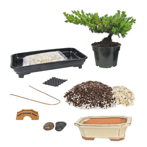 Eve's Deluxe Bonsai Tree Starter Kit, Complete DoItYourself Kit with