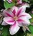 Festival Clematis Vine - Compact Growth - 2.5" Pot