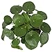 Costa Farms Chinese Money Plant, Pilea Peperomioides, Sharing Indoor Plant, Mid Century Planter and Plant Stand, Black, 14-Inches Tallthumb 3