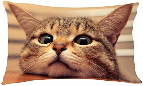 EIAY Shop Custom Zippered Pillow Cases Throw Pillow Covers Cute Animals 20"x30"-Twin Sides (Spoiled cat, 20 30 Inches)