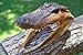 Gator Head 5-6 Inch Real Alligator Head by Unknown