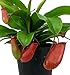 Lady Luck Red Asian Pitcher Plant - Nepenthes - Carnivorous - 4" Pot