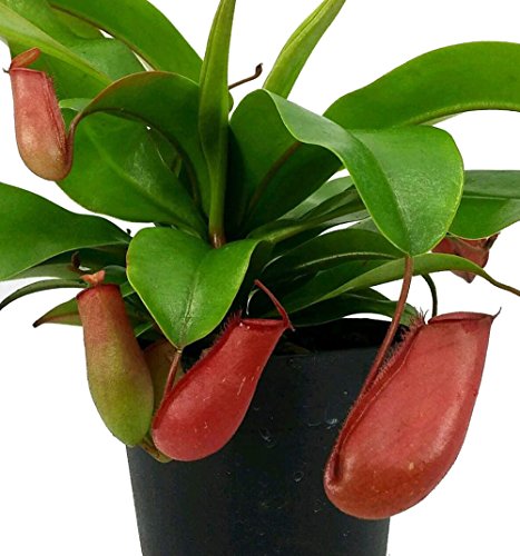 Lady Luck Red Asian Pitcher Plant - Nepenthes - Carnivorous - 4