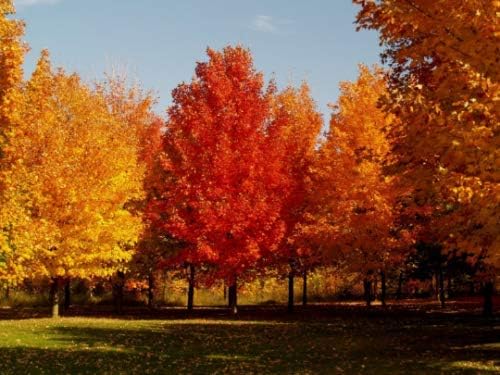 2 American RED Maple Trees 1' Live Plant Sapling Seedling Southern ACER RUBRUM
