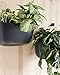 WallyGro Eco Vertical Garden Wall Planter 4 Pack Espressothumb 2