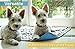 Anie&Coco Premium Washable and Reusable Dog Pee Pads (2 pack) of 32x36 - Reinforced, Anti-Slip, Waterproof, Training, Traveling and Whelping pad - Super Absorbent, Machine Washable & 100% Leak Proof