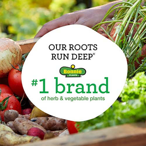 Bonnie Plants Lemon Thyme Live Herb Plants 4 Pack, Perennial In Zones