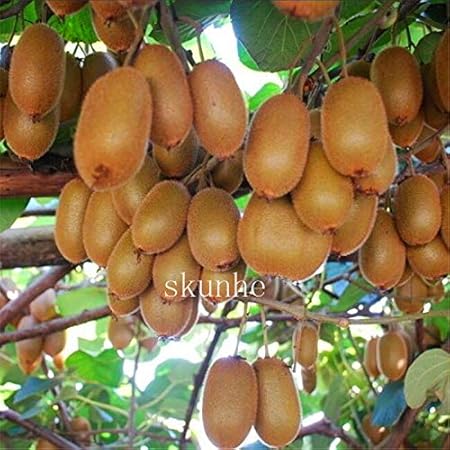 Pinkdose Der Ka Nig Der Fra Chte Kiwi Gelb Fleisch Kiwi Bonsai Topf Kiwis Bonsai GroaÃ¿es Jahr Ergebnisse 200pcs Amazon De Garten