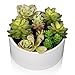 MyGift® 6 inch Realistic Artificial Faux Mixed Succulent Plants Arrangement w/White Round Ceramic Vase