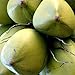 Good For You Foods Organic Coconut Water Powder