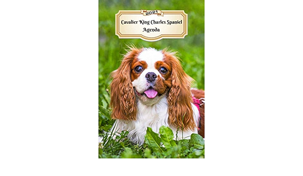21 Cavalier King Charles Spaniel Agenda A5 107 Pages 12 Mois Planificateur Organiseur Calendrier Une Double Page Par Semaine Journal Chien En Francais French Edition Xlpress Cahiers Carnets Amazon Com Books