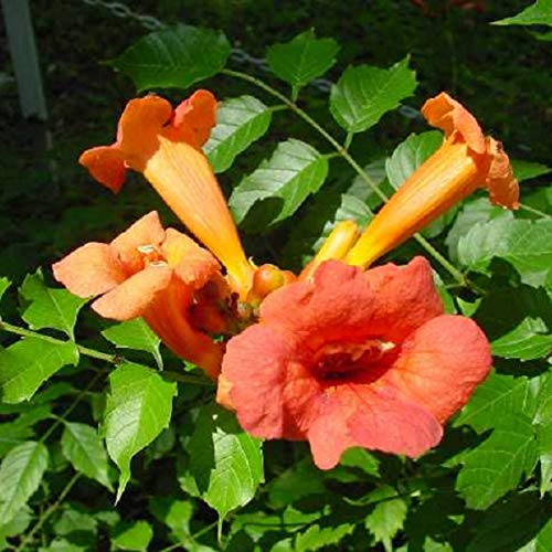 Campsis Radicans Flamenco Bignone Trompette De Virginie