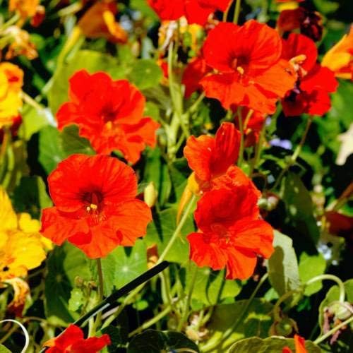 5 lbs Nasturtium Flower Garden Seeds Jewel Mix Annual Flower Seeds Rare