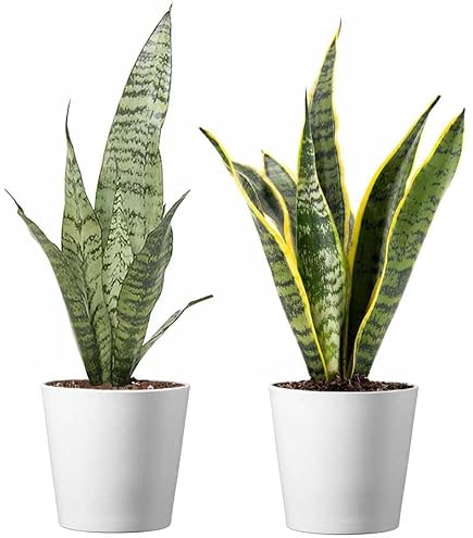 Amazon.com : Live Snake Plant, Sansevieria 3 Pack in 3-inch Pot, NO  Shipping to CA : Patio, Lawn & Garden