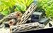 Aquatic Arts 4 Cholla Wood Pieces - Sinkable Aquarium Driftwood/Dried Cactus Branches - Natural Hollow Decorations - Fish Tank/Terrarium Decor