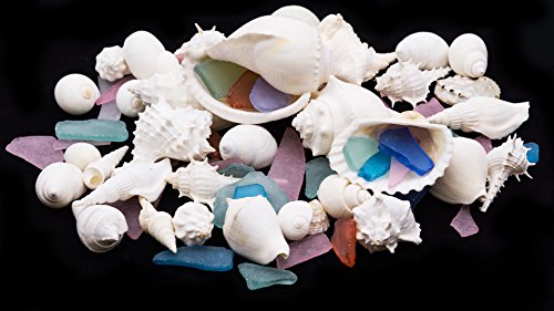 White decorative sea shell and assorted colored sea gla…