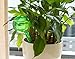 Warmshine 6 Pcs Garden Watering Globes Automatic Watering Globes Plant Self Watering Bulb Waterer Automatic Watering System,13cmx5cm/5.12inchx1.97inch (White&Green)