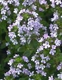 1000 LEMON THYME Thymus Citriodorus Flower Herb Seeds by Seedville