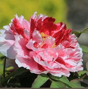 Amazon 熱い販売中国のsuffruticosa花種子庭植物庭15種類色牡丹種子鉢植え園芸植物種子14 花