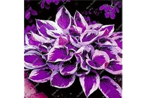 MITRAEE 100 Pcs Mixed Hosta Jardin Perennials Lily Flower Pot White Lace DIY Home Garden Ground Cover Garden Plant - (Color: p)
