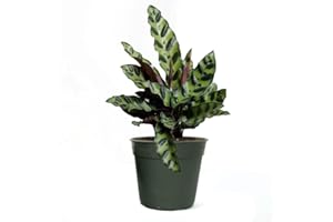 American Plant Exchange Live Calathea Rattlesnake – 4-Inch Pot – Pet-Friendly Tropical Houseplant with Wavy Green Leaves and Purple Undersides, Easy Care Plant for Low Light Homes & Offices