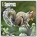 Squirrels 2017 Calendar