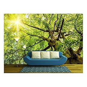 The Warm Spring Sun Shining Through The Treetop of an Impressive Old Beech Tree - Removable Wall Mural | Self-Adhesive Large Wallpaper - 66x96 inches