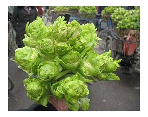 Brassica Juncea Ercai Baby Mustard Asian Sichuan Chinese Vegetable 500 Seeds for Planting GAI Choi ç›–èœ èŠ¥èœ å„¿èœ æŠ±å­èŠ¥ å¨ƒå¨ƒèœ æ‹³å¤´èœ å—å……èœ å¨ƒå„¿èœç§å­