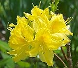 Lemon Lights Yellow Deciduous Azalea - Live Plant - Starter Plug (LG)