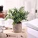 HC STAR Artificial Plant Potted Mini Fake Plants Indoor Pot for Fake Potted Plants Decorative Lifelike Artificial Plants & Flower Green Plants for Farmhouse Office Bathroom Shelf Desk Table Home Decor