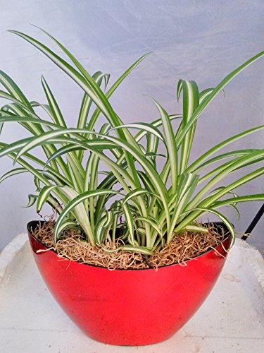 medicinal herb seeds and plants Japanese Medicinal Herb Seeds