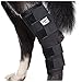 JunoPets Dog Canine Rear Leg Knee Brace, Hock Joint Wrap for Heals and Prevents Injuries and Sprains Helps with Loss of Stability (Medium)
