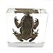 Toad Specimen Paperweight Science Education Specimens