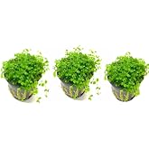 Marcus Fish Tanks - 3X Micranthemum Monte Carlo Pots Easy Live Aquarium Plants