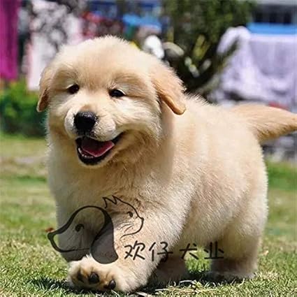 165 cm hohe Qualität aufblasbare Puppe Die Wahl jedes schönen Kerls, um die Leere der Nacht zu lösen, können Sie auch eine Vi