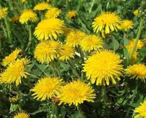 Gewöhnlicher Löwenzahn - Taraxacum officinale - Dandelion - 1000 Samen